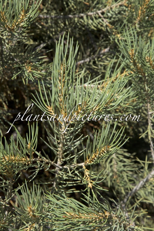 Pinus monophylla