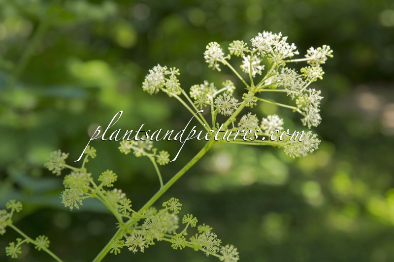 Aralia racemosa