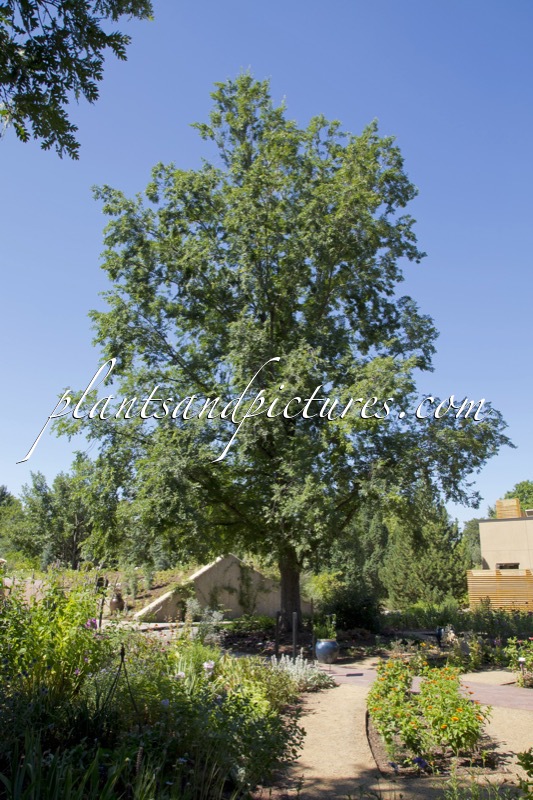 Ulmus davidiana var. japonica