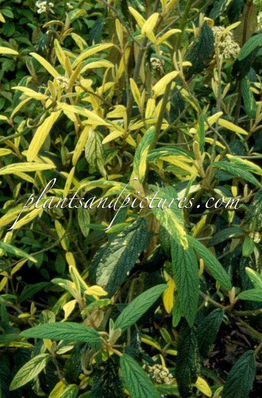 Viburnum rhytidophyllum ‘Variegatum’