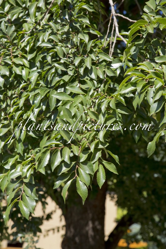 Ulmus davidiana var. japonica