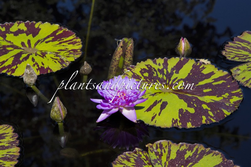 Nymphaea ‘Bob Hoffman’