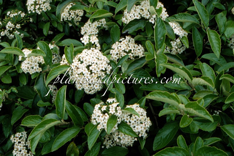 Viburnum ‘Chesapeake’