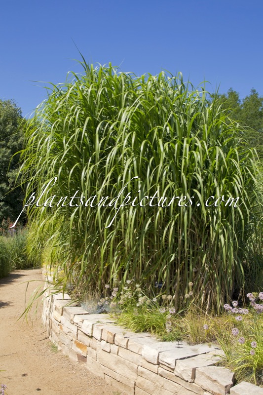 Miscanthus giganteus
