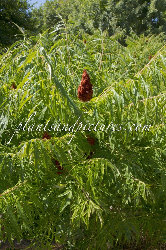 Rhus typhina ‘Dissecta’