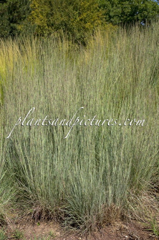 Schizachyrium scoparium ‘The Blues’