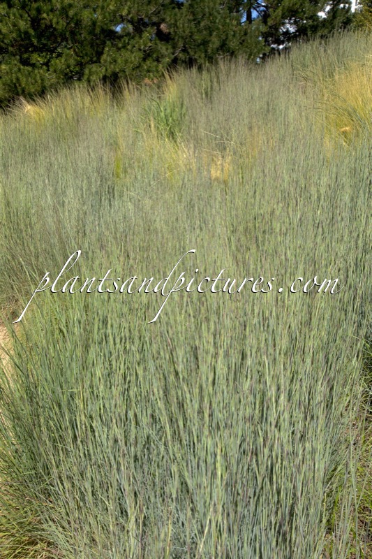 Schizachyrium scoparium ‘The Blues’