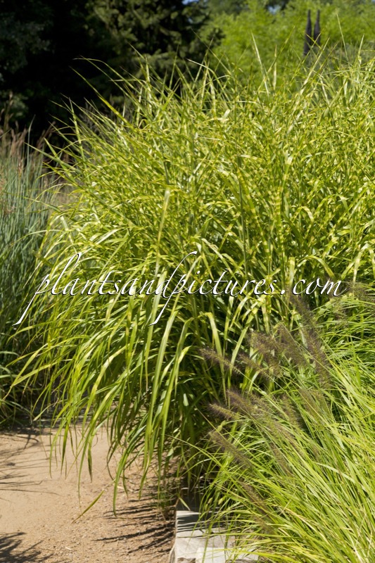 Miscanthus sinensis ‘Super Stripe’