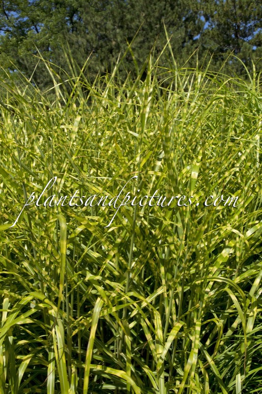 Miscanthus sinensis ‘Super Stripe’