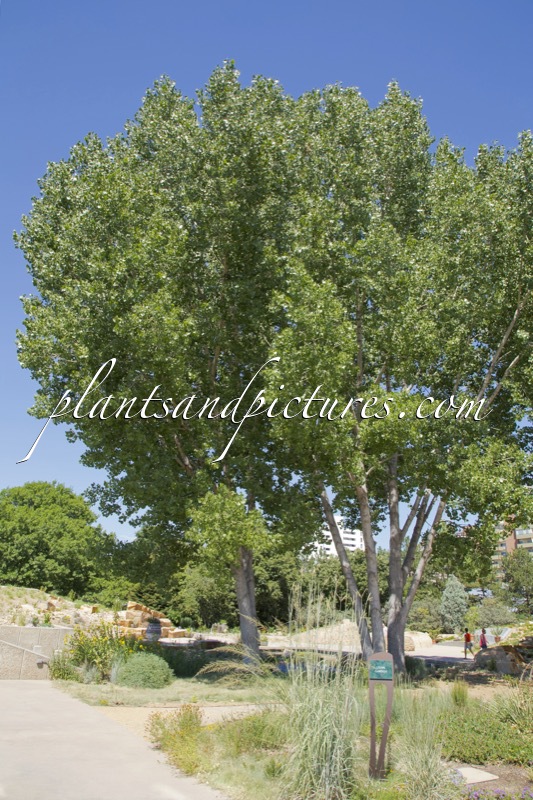 Populus deltoides ‘Jeronimus’