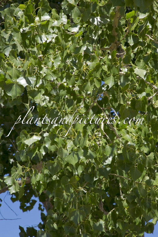 Populus deltoides ‘Jeronimus’