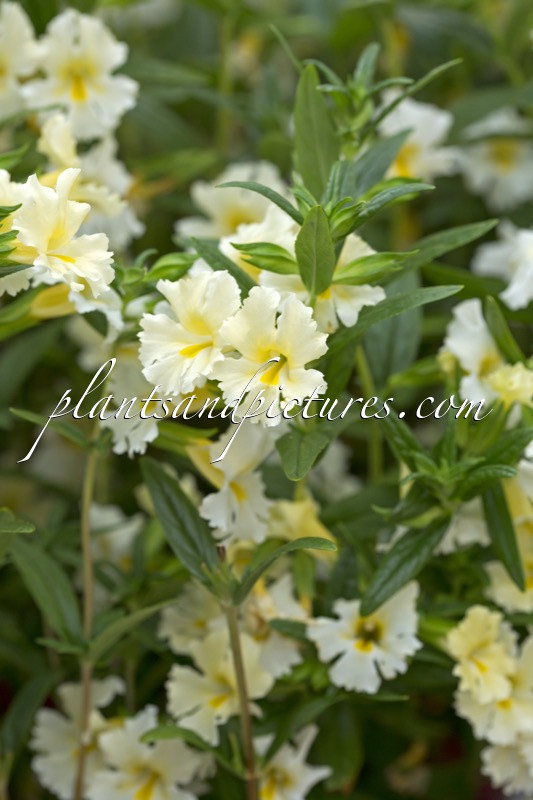 Mimulus aurantiacus ‘Burst White’