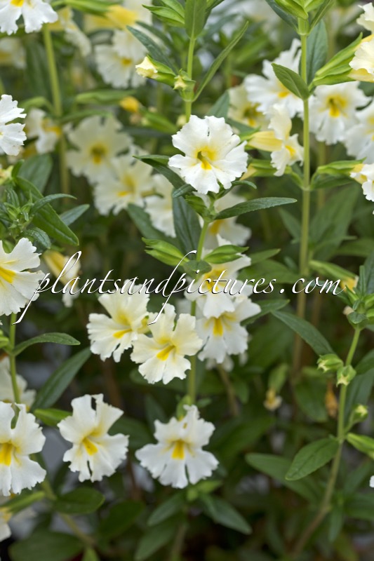 Mimulus aurantiacus ‘Burst White’