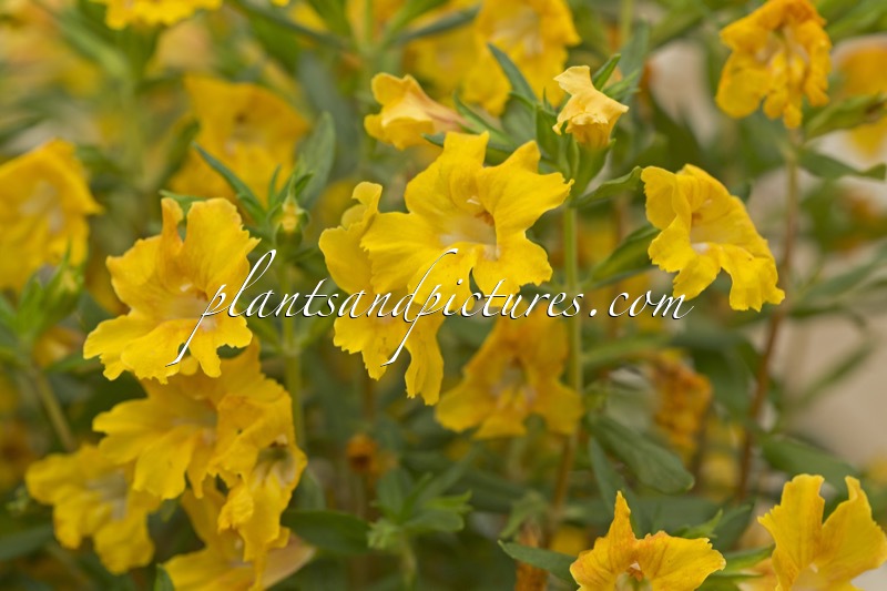 Mimulus aurantiacus ‘Burst Yellow’