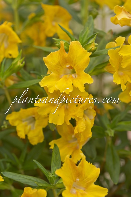 Mimulus aurantiacus ‘Burst Yellow’