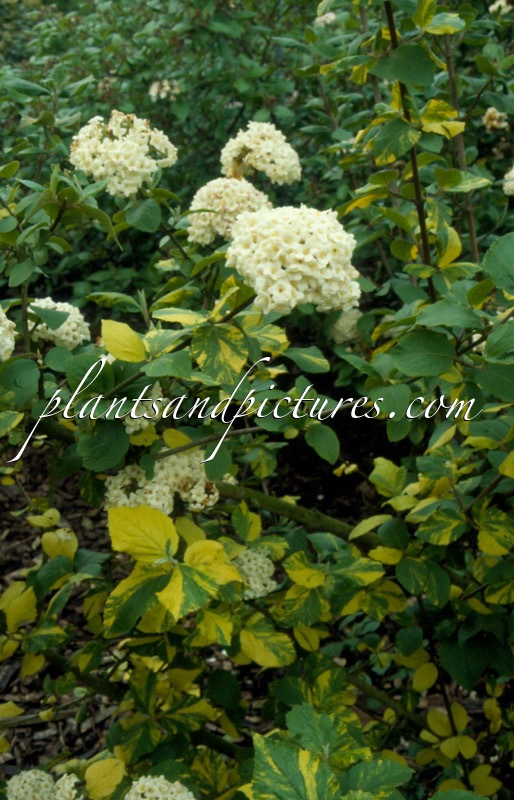 Viburnum carlcephalum ‘Van der Maat’