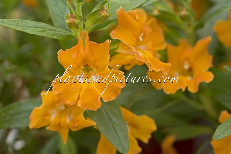 Mimulus aurantiacus ‘Burst Orange’