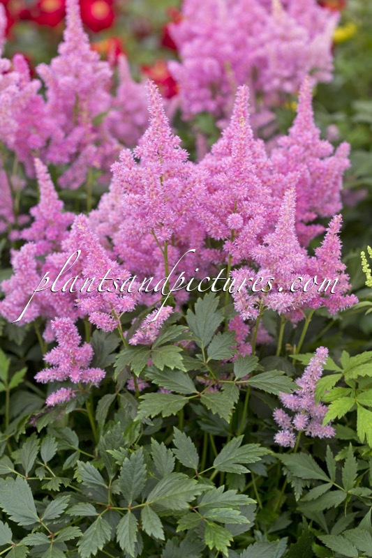 Astilbe ‘Lola’