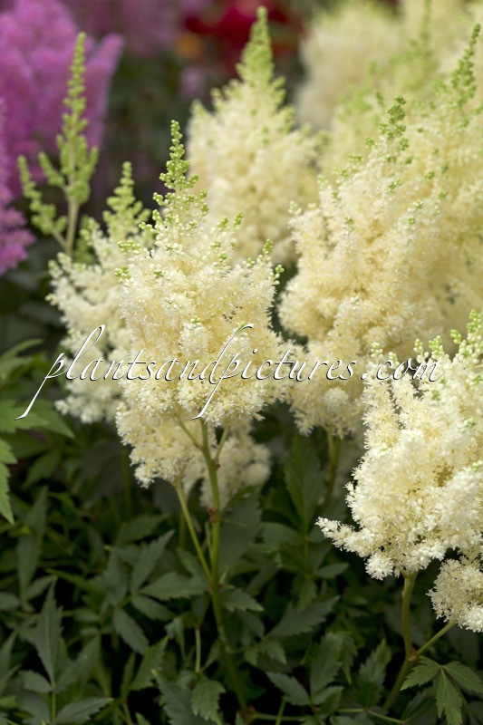 Astilbe ‘Donna’
