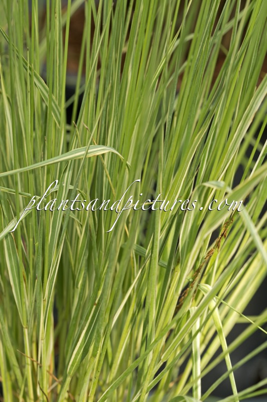 Molinia caerulea ‘Carmarthen’
