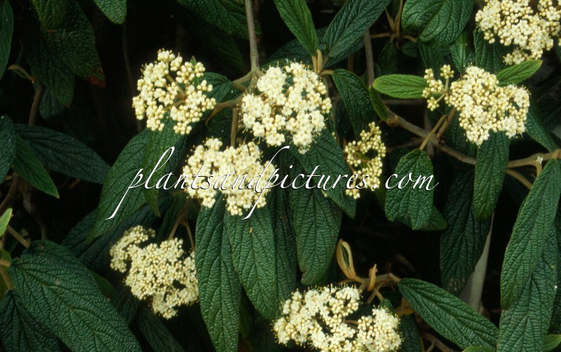Viburnum rhytidophyllum