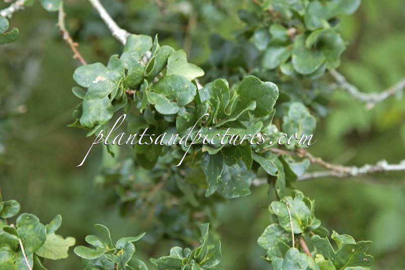 Quercus robur ‘Cristata’