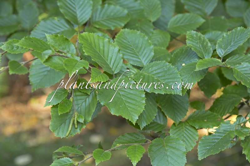Betula maximowicziana