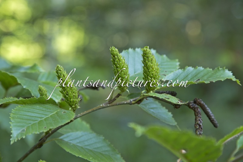 Betula maximowicziana