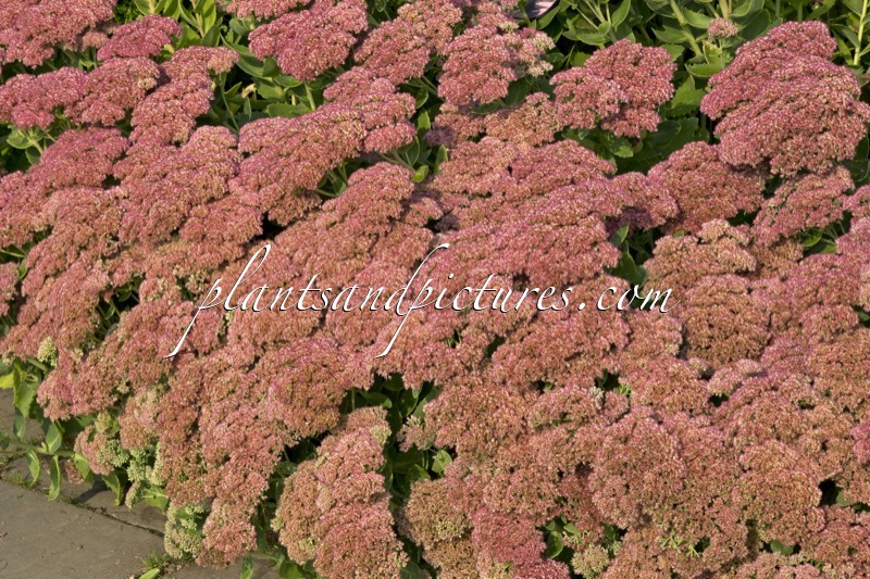 Sedum ‘Herbstfreude’