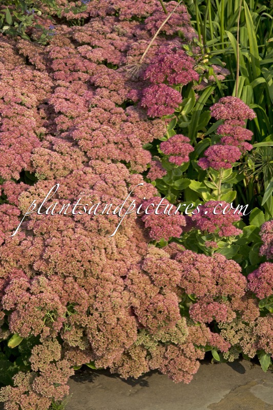 Sedum ‘Herbstfreude’