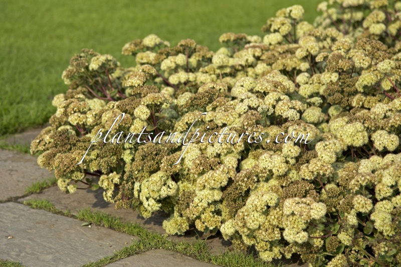 Sedum telephium ‘Gooseberry Fool’