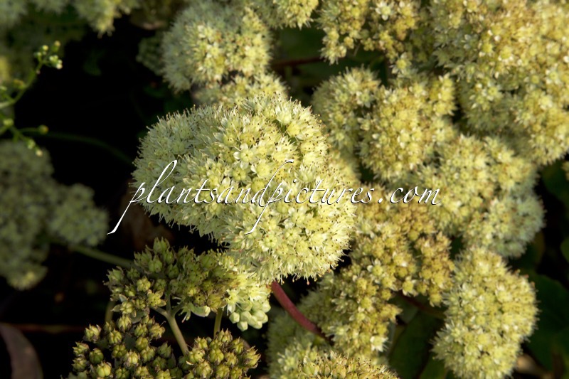 Sedum telephium ‘Gooseberry Fool’