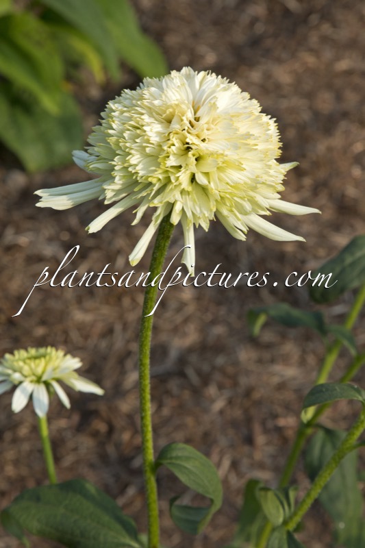 Echinacea ‘Mozzarella’