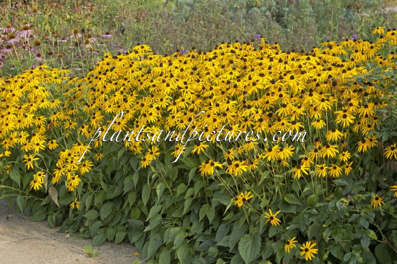 Rudbeckia fulgida ‘Goldsturm’