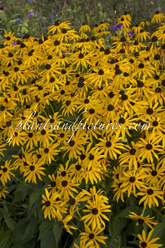 Rudbeckia fulgida ‘Goldsturm’