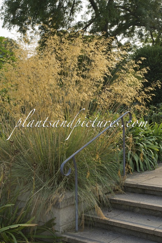 Stipa gigantea