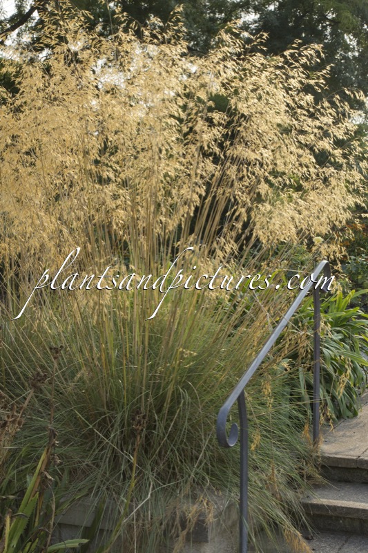 Stipa gigantea
