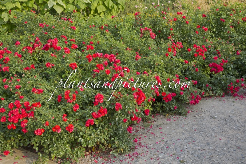 Rosa ‘Noa83100b’ (SORRENTO)