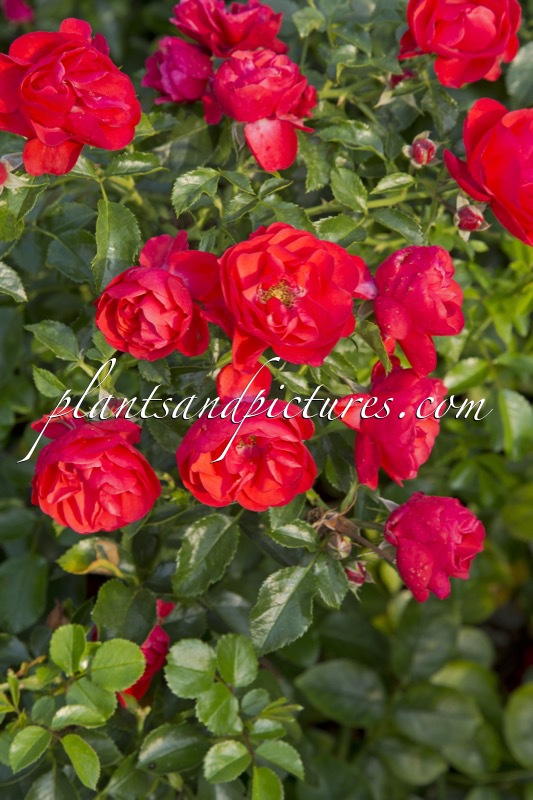 Rosa ‘Noa83100b’ (SORRENTO)