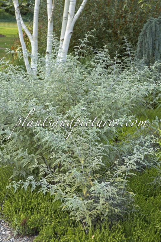 Rubus thibetanus ‘Silver Fern’