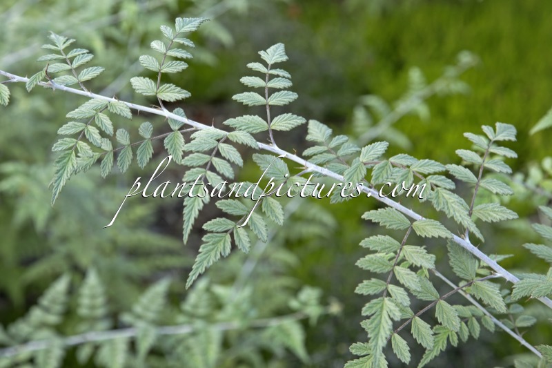 Rubus thibetanus ‘Silver Fern’