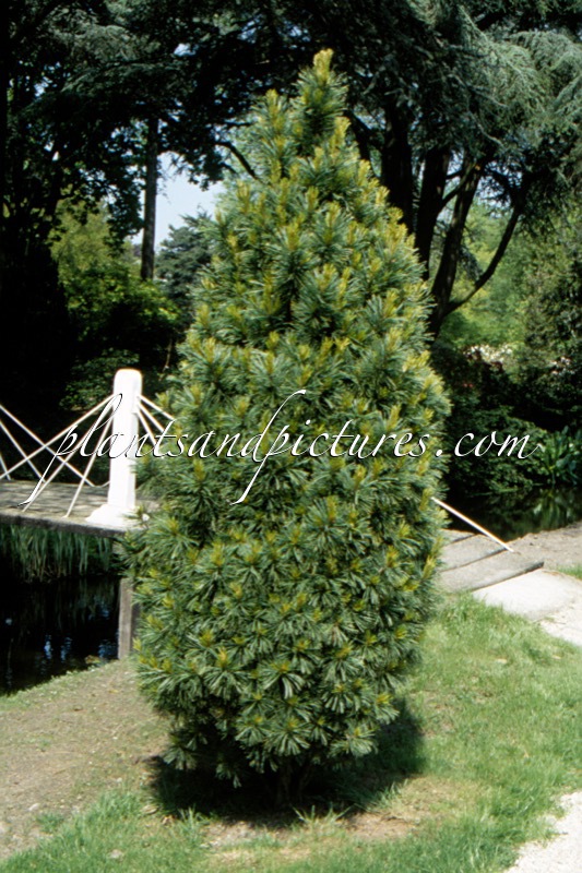 Pinus cembra ‘Stricta’