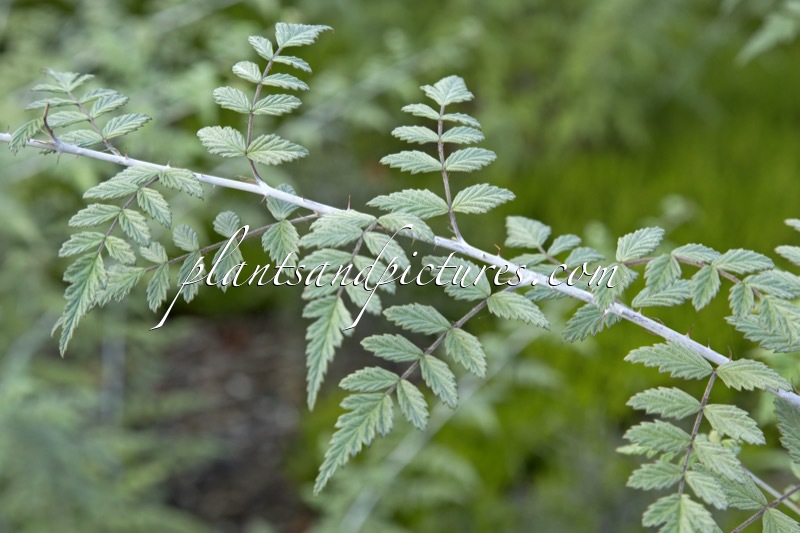 Rubus thibetanus ‘Silver Fern’