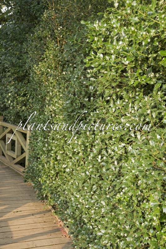 Osmanthus heterophyllus