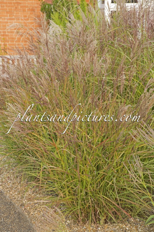 Miscanthus sinensis ‘China’