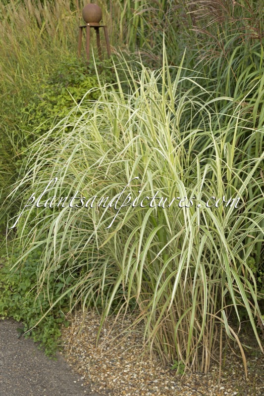 Miscanthus sinensis ‘Dixieland’
