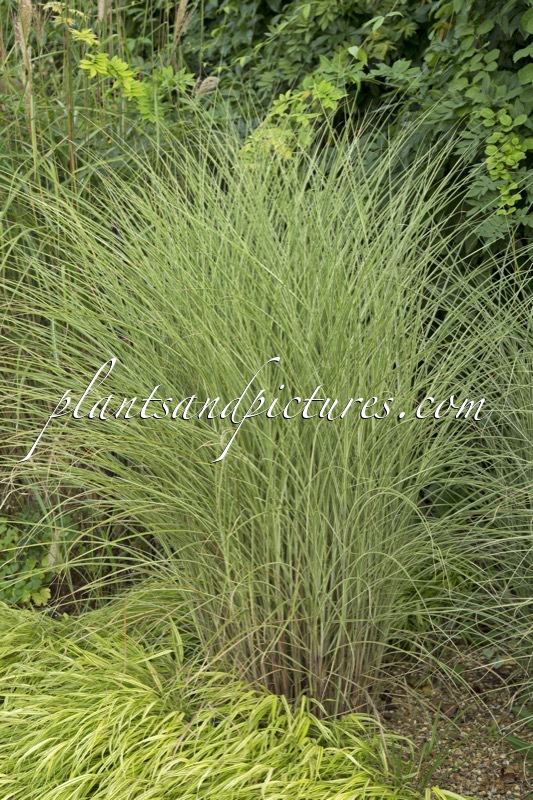 Miscanthus sinensis ‘Morning Light’