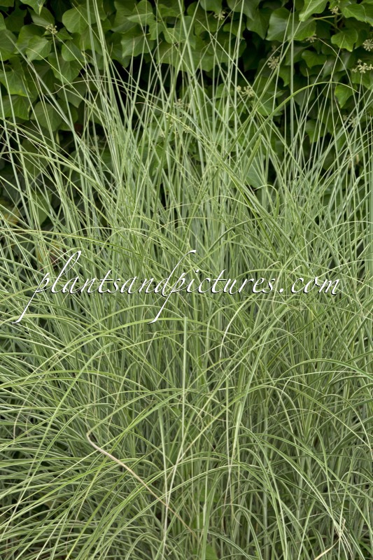 Miscanthus sinensis ‘Morning Light’