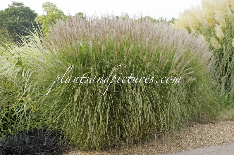 Miscanthus sinensis ‘Gnome’