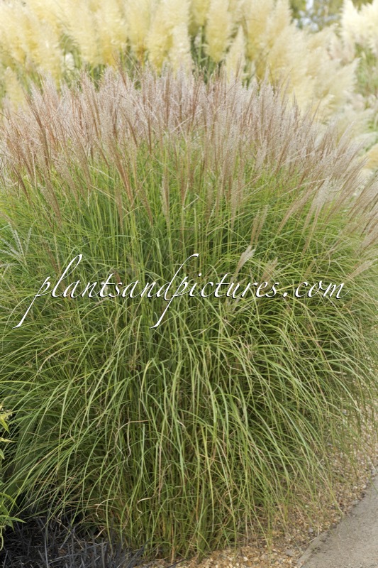 Miscanthus sinensis ‘Gnome’